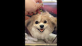Handcrafted Pet Keepsake