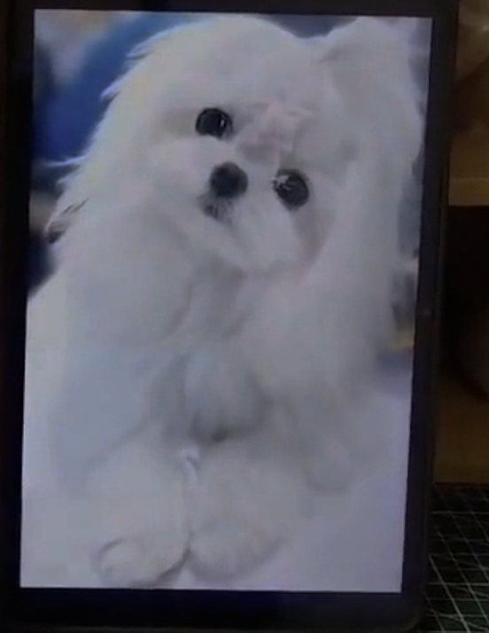 Framed Pet Bust Portrait