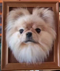 Framed Pet Head Portrait